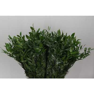 Ruscus Italie Short L5