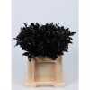 Ruscus Painted Black