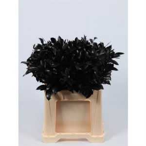 Ruscus Painted Black