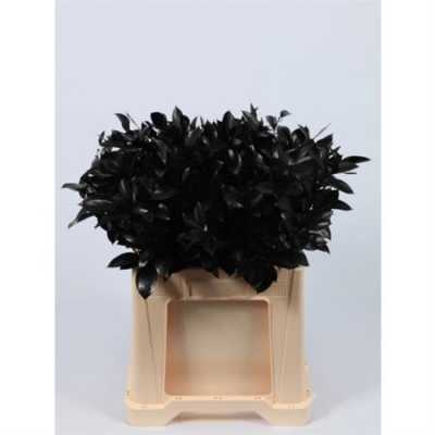 Ruscus Painted Black