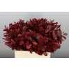Ruscus Painted Burgundy