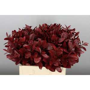 Ruscus Painted Burgundy