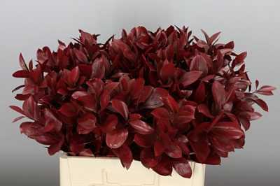 Ruscus Painted Burgundy