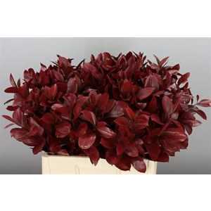 Ruscus Painted Burgundy + Glitter