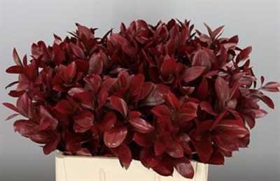 Ruscus Painted Burgundy + Glitter