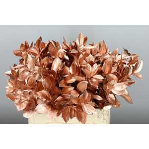 Ruscus Painted Copper