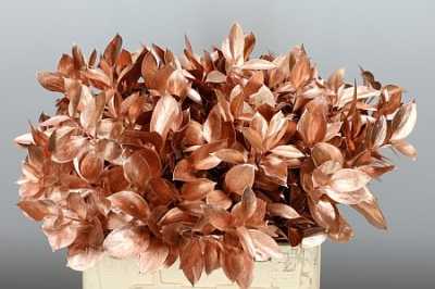 Ruscus Painted Copper