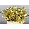 Ruscus Painted Gold