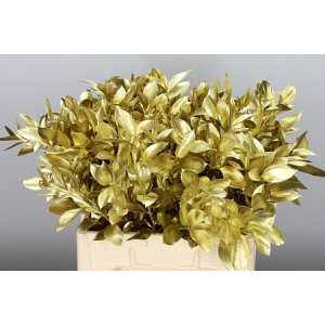 Ruscus Painted Gold