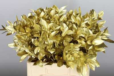 Ruscus Painted Gold