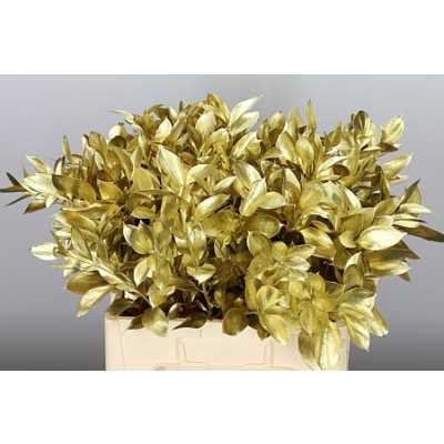 Ruscus Painted Gold
