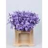 Ruscus Painted Milka