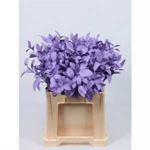 Ruscus Painted Milka