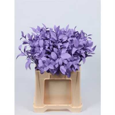 Ruscus Painted Milka