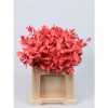Ruscus Painted Pink