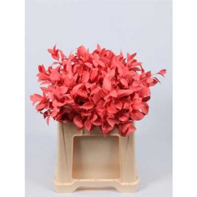 Ruscus Painted Pink