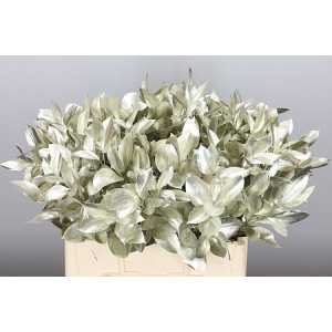 Ruscus Painted Platina