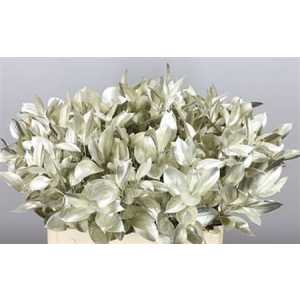 Ruscus Painted Platina + Glitter