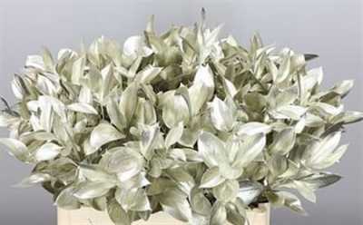 Ruscus Painted Platina + Glitter