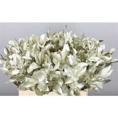 Ruscus Painted Platina + Glitter
