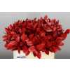 Ruscus Painted Red