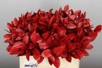 Ruscus Painted Red