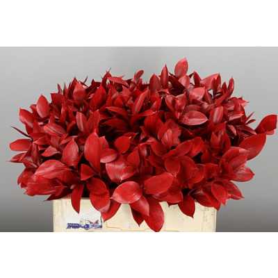 Ruscus Painted Red