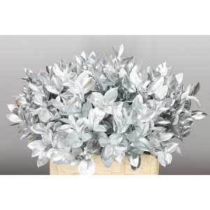 Ruscus Painted Silver