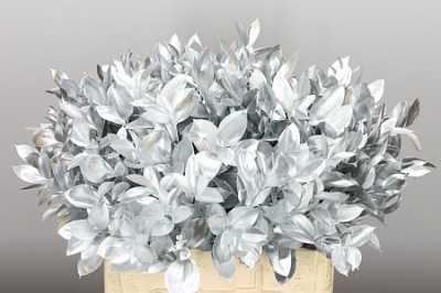 Ruscus Painted Silver