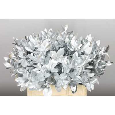 Ruscus Painted Silver
