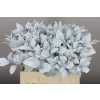Ruscus Painted White