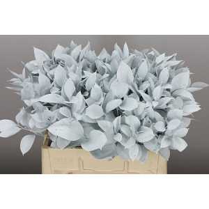 Ruscus Painted White