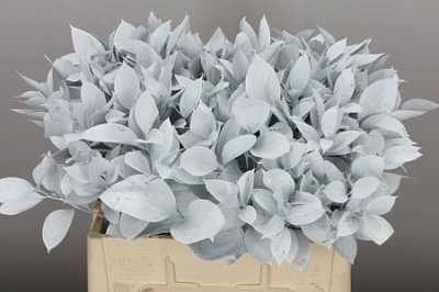 Ruscus Painted White