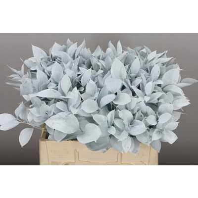 Ruscus Painted White