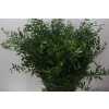 Ruscus Soft Long