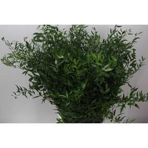 Ruscus Soft Long