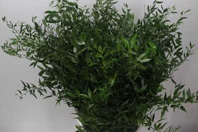 Ruscus Soft Long