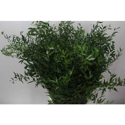 Ruscus Soft Long