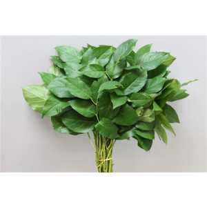 Salal Baby