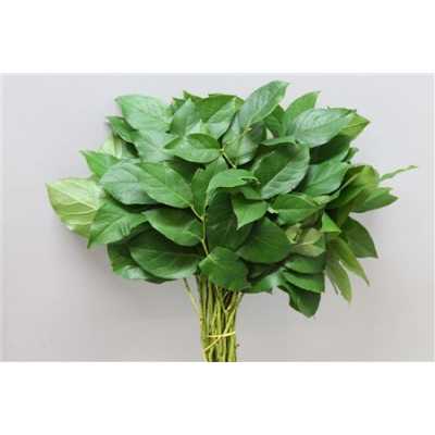 Salal Baby