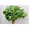 Salal Extra