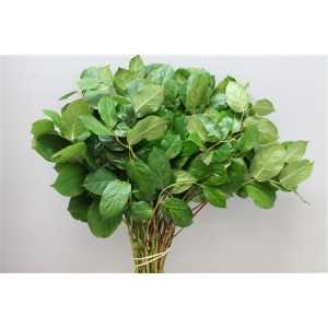 Salal Extra