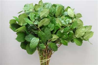Salal Extra