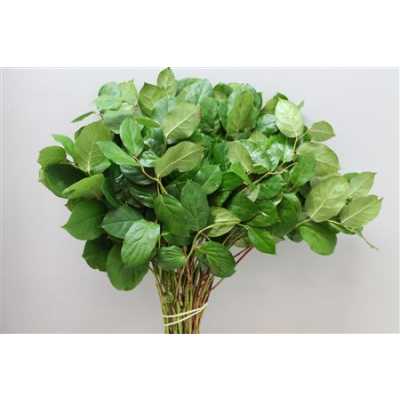 Salal Extra