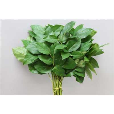Salal Tips Harding