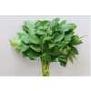 Salal Tips Vacuum X 5