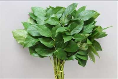 Salal Tips Vacuum X 5