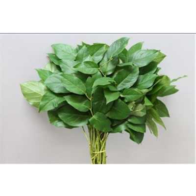 Salal Tips Vacuum X 5
