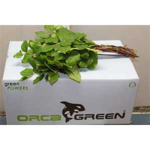 Salal Tips X 25 Orca