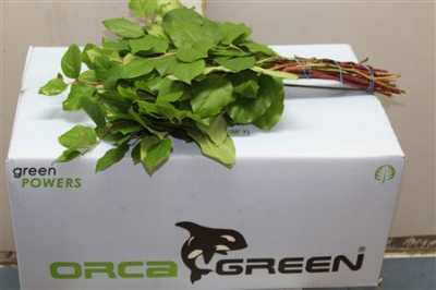 Salal Tips X 25 Orca